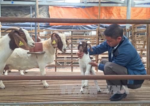 Kỹ thuật nuôi dê lấy sữa