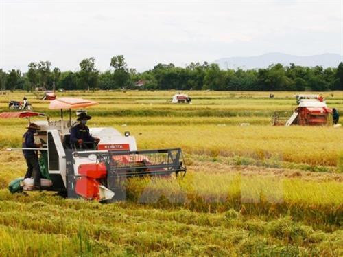 Hòa Bình khắc phục thất bát vụ mùa, dồn sức sản xuất vụ đông xuân