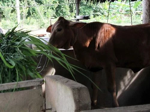 Cần làm rõ việc cung ứng con giống hỗ trợ hộ nghèo không đảm bảo chất lượng ở Định Hóa