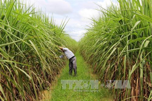 Yêu cầu cấp bách phải cơ cấu lại ngành mía đường