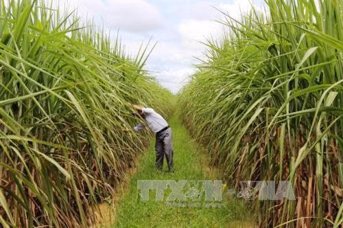 Yêu cầu cấp bách phải cơ cấu lại ngành mía đường