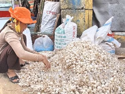 Xây dựng thương hiệu tỏi Lý Sơn