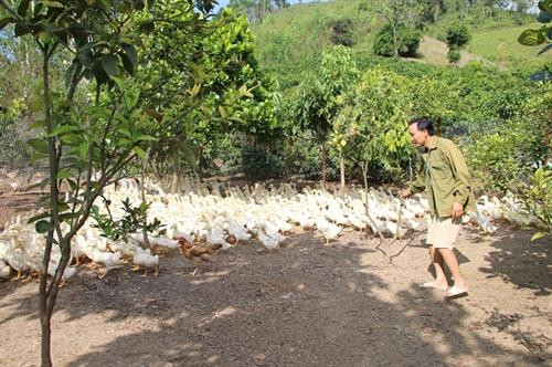 Anh Võ Văn Đông cho vịt ăn cây chuối, rau rừng, ngô xay kiếm tiền đều tay