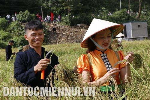Nếp Tú Lệ - Đặc sản Yên Bái