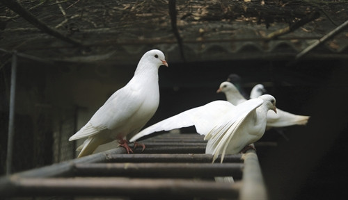Phương pháp nuôi chim bồ câu