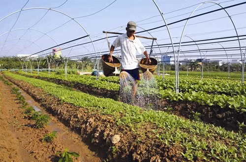 Một số nguyên tắc trồng rau an toàn