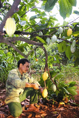 Kỹ thuật trồng cây ca cao
