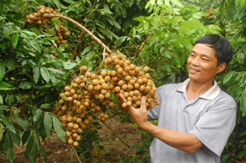 Nhãn lồng Hưng Yên sẵn sàng chờ ngày xuất ngoại
