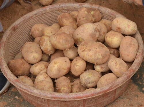 Khoai tây Trung Quốc được "phù phép" thành đặc sản Đà Lạt