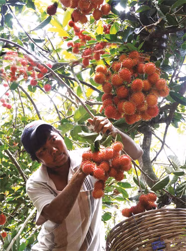 Phương pháp trồng và chăm sóc chôm chôm