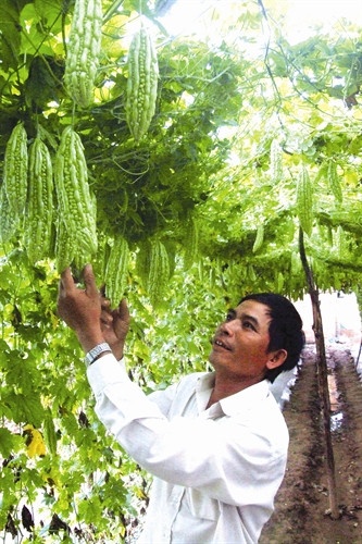 Kỹ thuật trồng cây mướp đắng