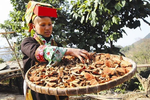 Nghề thuốc bí truyền của người Dao ở Lạng sơn