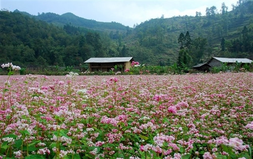 Hà Giang sẽ tổ chức Lễ hội Hoa tam giác mạch