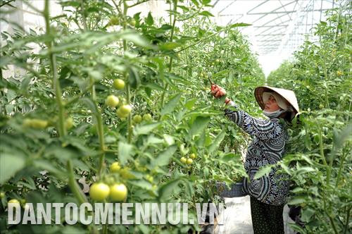 An Giang: Khuyến nông cho nông nghiệp công nghệ cao