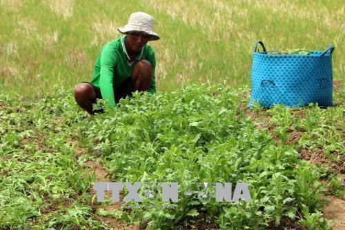 Biến đổi khí hậu: Cù Lao Dung chuyển đổi mạnh cơ cấu cây trồng