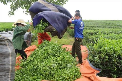 Phê duyệt Đề án hỗ trợ các xã đặc biệt khó khăn giảm nghèo bền vững