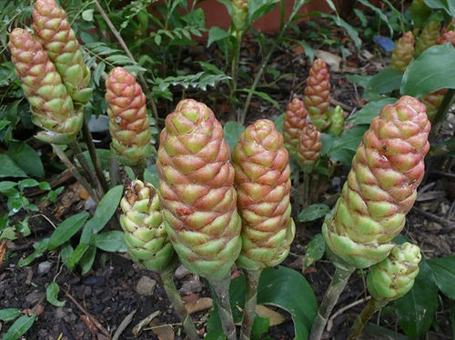 Gừng “gió” – Cây trồng triển vọng của đồng bào Cor