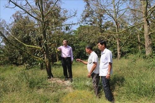 Hạn mặn khốc liệt đe dọa vùng trồng cây ăn quả đầu nguồn sông Tiền
