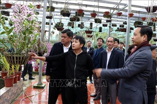 Lai Châu thúc đẩy lợi thế phát triển hoa, cây cảnh, cây dược liệu, nông nghiệp hữu cơ
