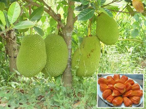 Trồng cây mít ruột đỏ cho năng suất vượt trội và được giá