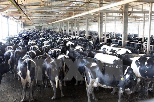 TH True Milk thu hút sự quan tâm với dự án chế biến sữa tại Nga