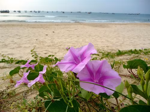 Rau muống biển và những công dụng chữa bệnh