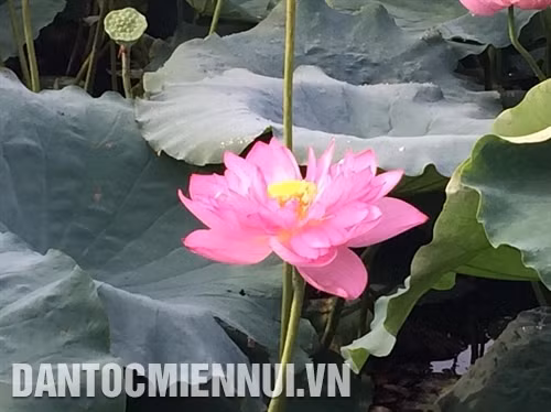 Kỹ thuật trồng và bón phân cho cây sen lấy hạt