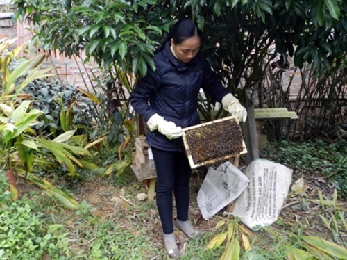 Nuôi ong mật không khó