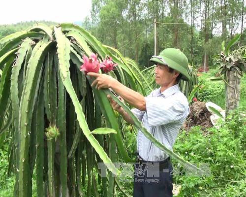 Nguyễn Đình Long - Người ươm mầm thanh long ruột đỏ trên vùng đất khô cằn