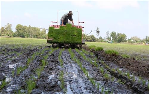 Phát động ứng dụng cơ giới hóa gieo cấy lúa tại Đồng bằng sông Cửu Long