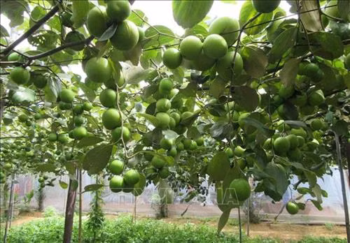 Ninh Thuận mở rộng quy mô trồng táo