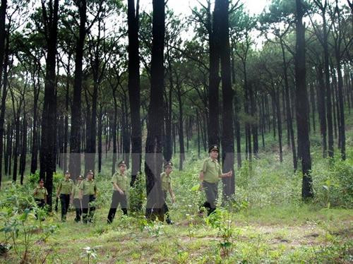 Tập trung thực hiện 3 nhiệm vụ phát triển lâm nghiệp bền vững