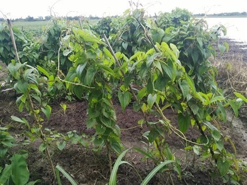 Vĩnh Long giúp nông dân điều trị bệnh trên khoai mỡ