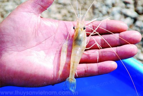 Kỹ thuật ương tôm càng xanh từ giai đoạn bột lên giống
