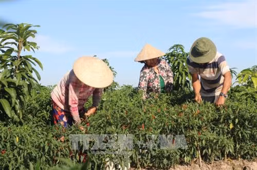 Nông dân xã Thượng Bì thu nhập cao từ ớt xuất khẩu