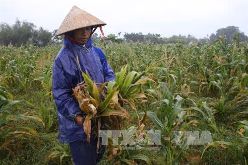 Phát hiện sớm cây ngô thiếu dinh dưỡng