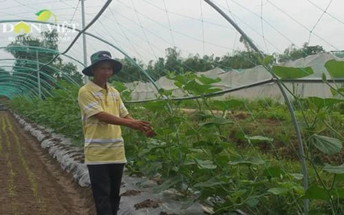 "Tỷ phú chữ" Trần Văn Bảy làm giàu bằng rau sạch