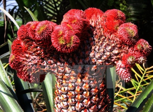 Chiêm ngưỡng các loại dứa độc đáo ở Hậu Giang