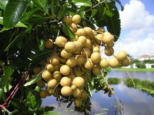 Kỹ thuật trồng cây nhãn cho quả sai, cùi dày, vị ngọt