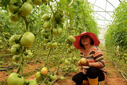 Nơi đất sản xuất cho lãi 5 tỷ đồng/ha mỗi năm