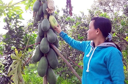 Biến trái cây thông thường thành sản phẩm “độc, lạ”