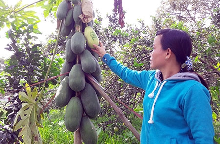 Biến trái cây thông thường thành sản phẩm “độc, lạ”