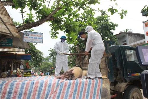 Ban hành Nghị quyết 42 về triển khai giải pháp cấp bách phòng, chống Dịch tả lợn châu Phi
