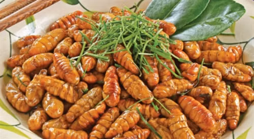 Nhộng ong rừng