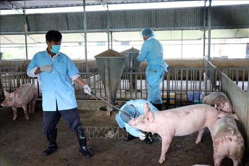 Thêm địa phương có dịch tả lợn châu Phi ở Ninh Thuận