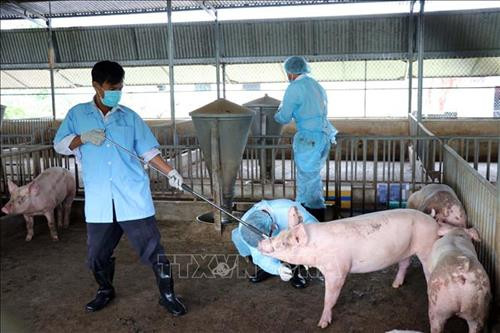Thêm địa phương có dịch tả lợn châu Phi ở Ninh Thuận