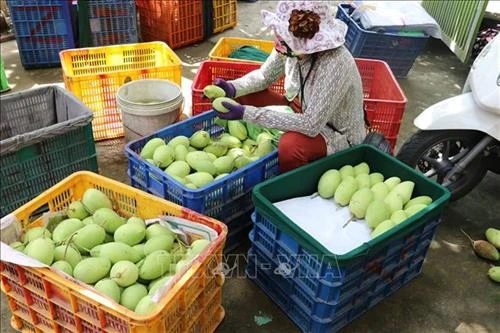 Huyện Cái Bè ứng dụng công nghệ phát triển vườn cây đặc sản vùng ngập lũ