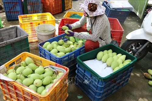 Huyện Cái Bè ứng dụng công nghệ phát triển vườn cây đặc sản vùng ngập lũ
