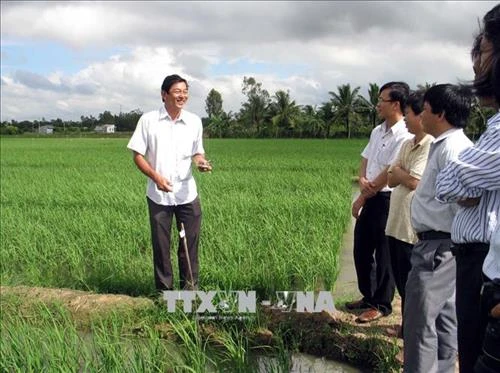 Lúa đặc sản, lúa hữu cơ cho giá trị cao ở Sóc Trăng