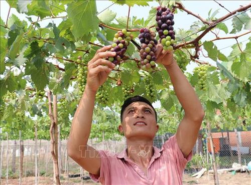 Hiệu quả kinh tế cao từ trồng giống nho mới ở Ninh Thuận